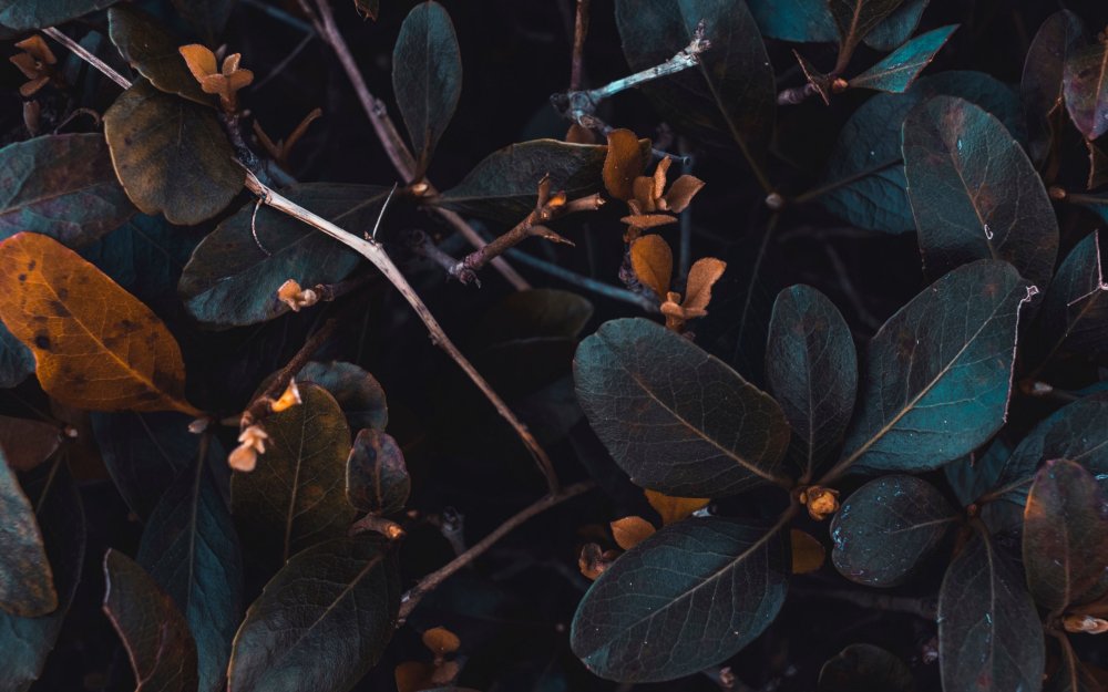 Темная листва