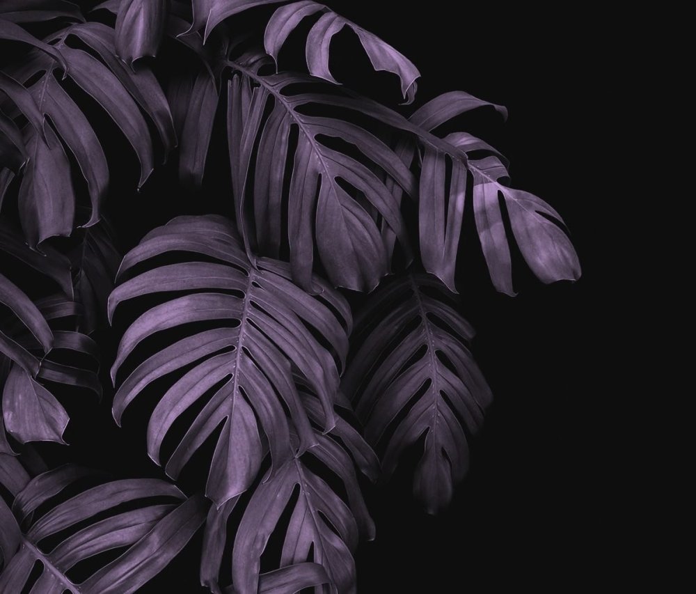 Монстера Тениус