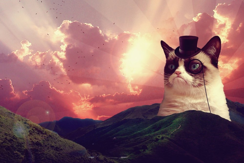 Фон для рабочего стола кот