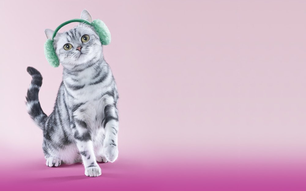 Кошка вискас