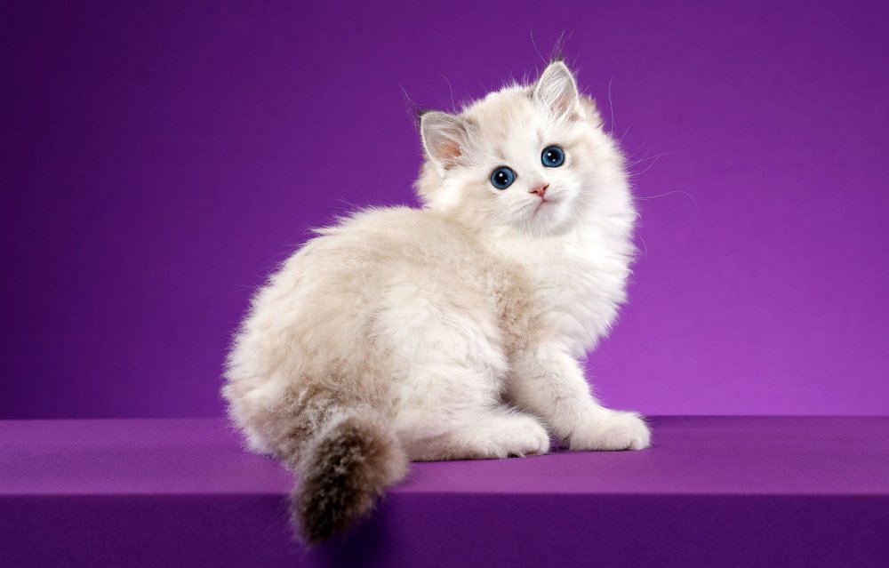 Котята милашки