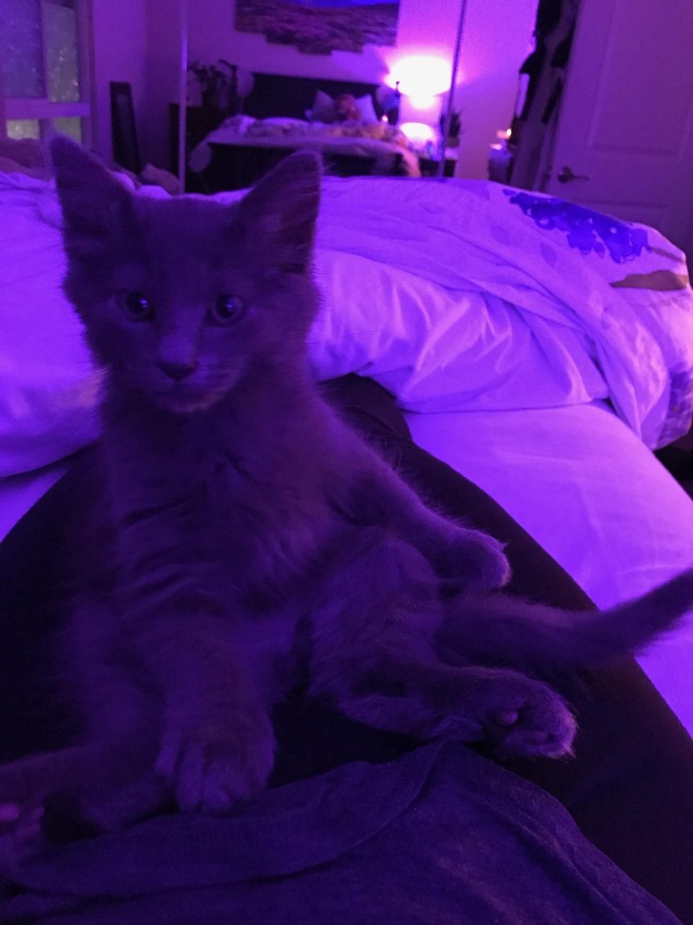 Фиолетовая кошка