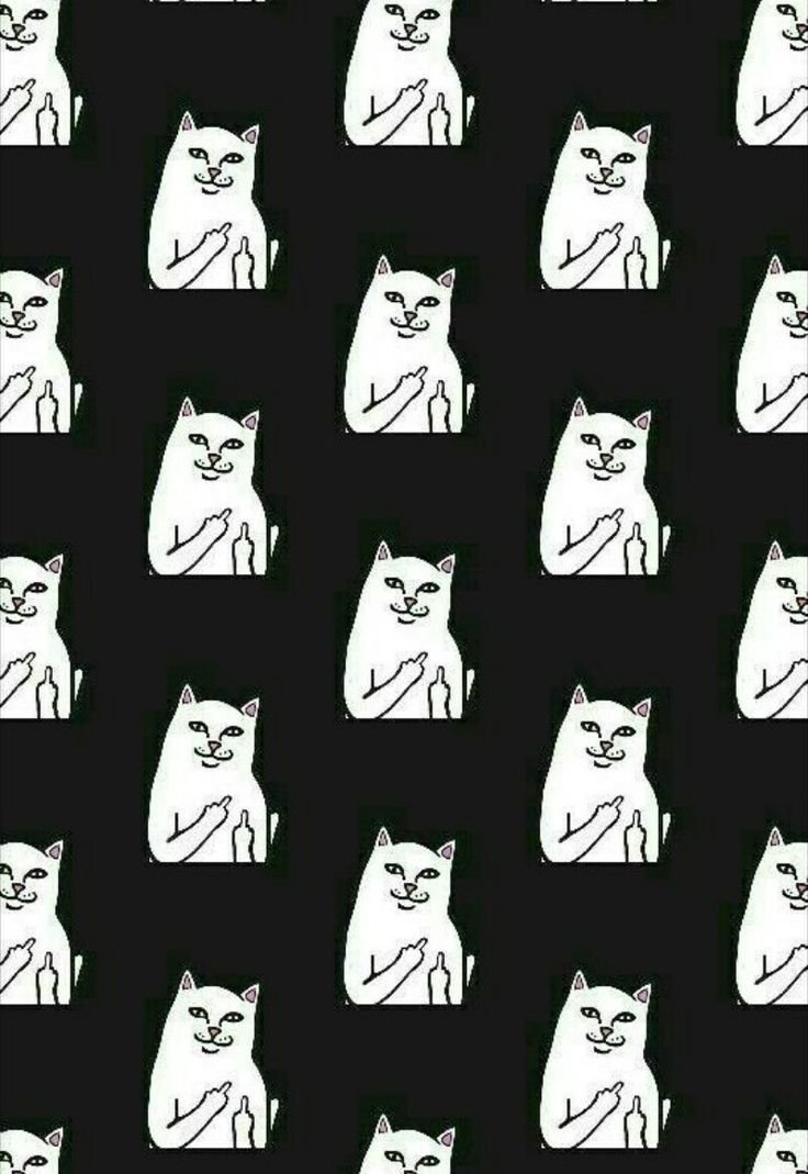 Коты с факами