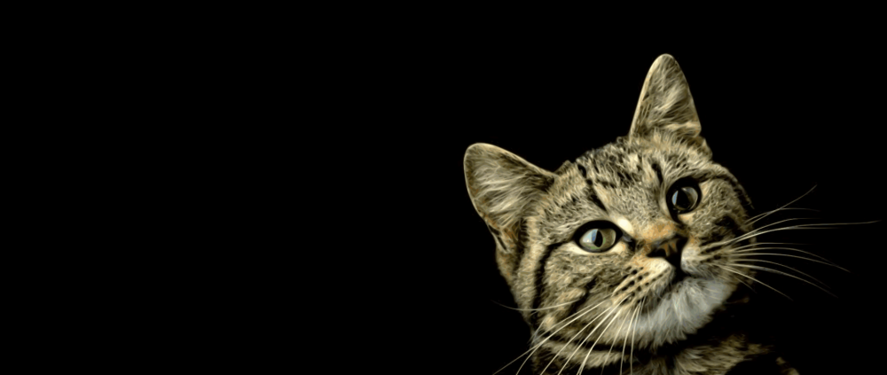 Кот на темном фоне