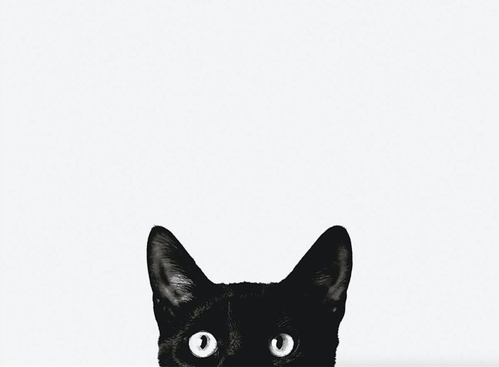 Черный кот выглядывает