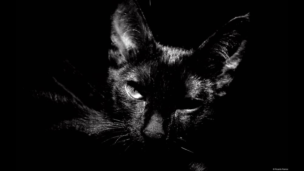 Котенок на черном фоне