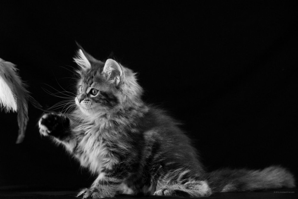 Котик на темном фоне