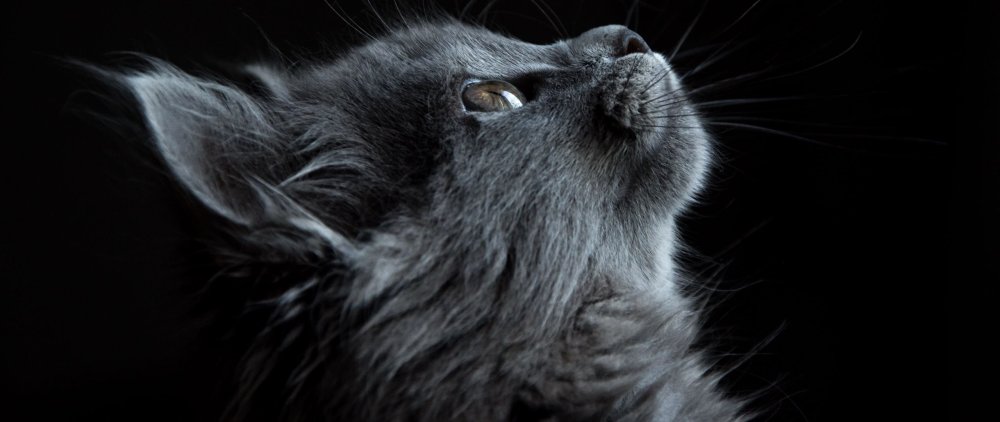 Кошка на темном фоне