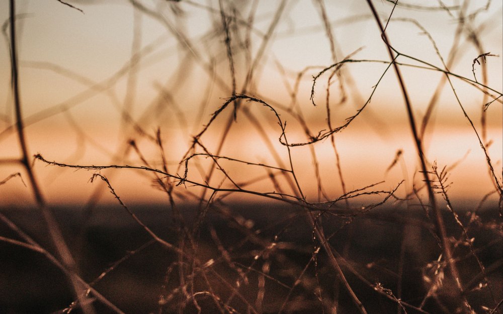 Эстетика коричневого