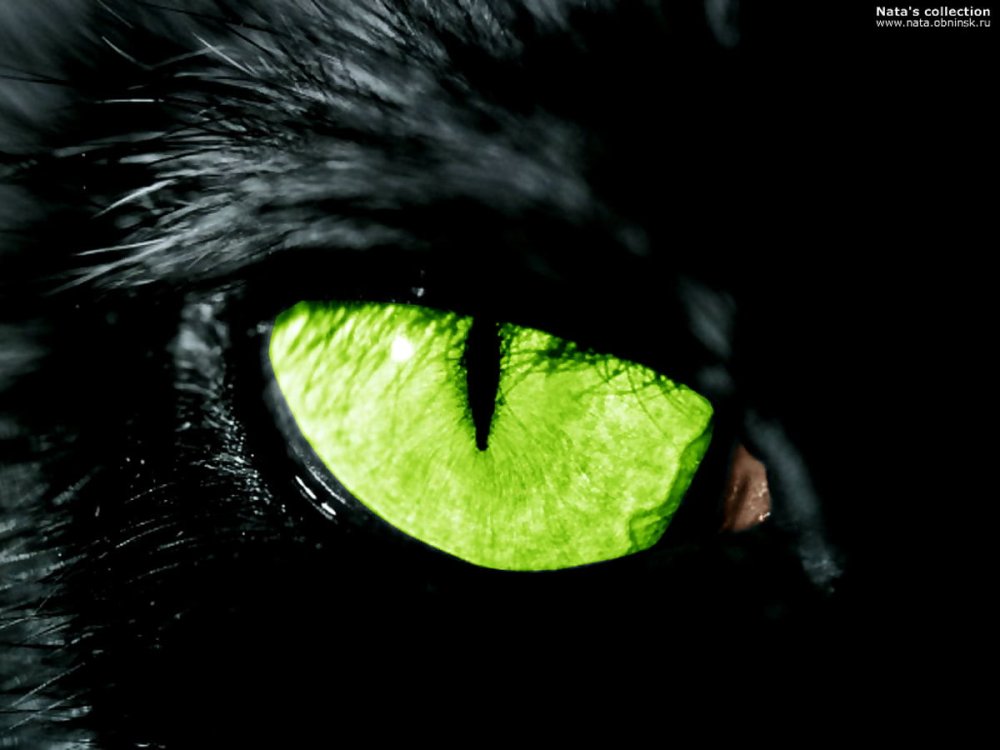 Зеленые глаза в темноте
