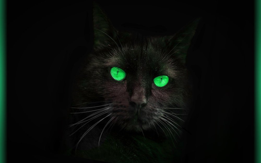 Черная кошка с зелеными глазами