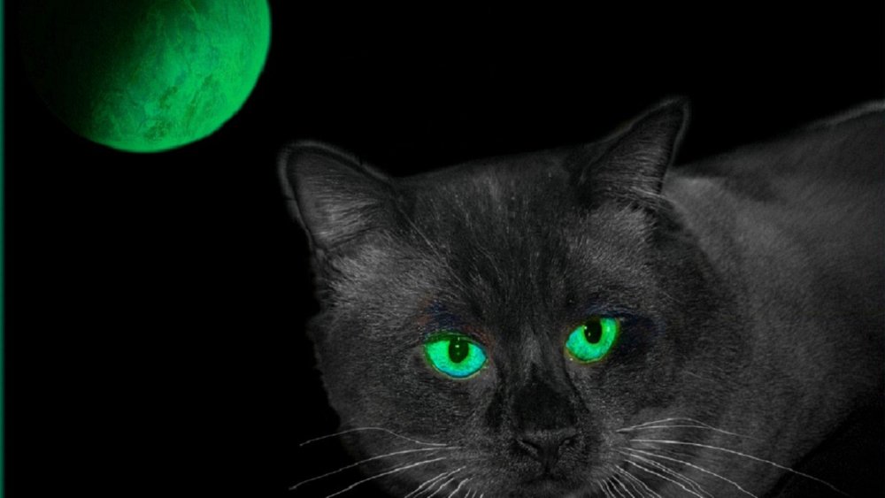 Зеленая кошка