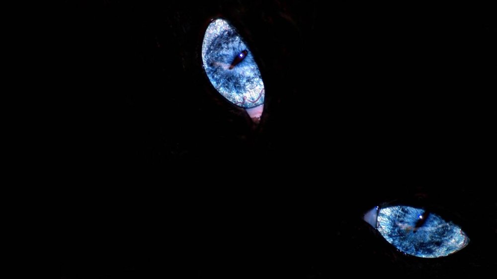 Страшные глаза на черном фоне