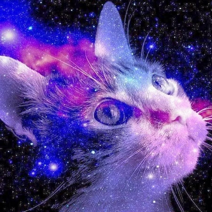 Котик на фиолетовом фоне