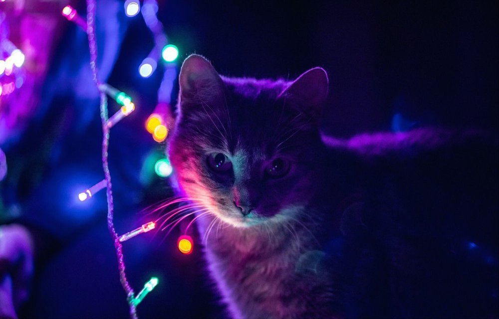 Котик в гирлянде