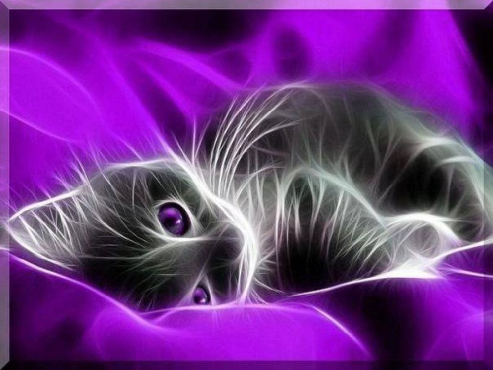 Котенок с фиолетовыми глазами