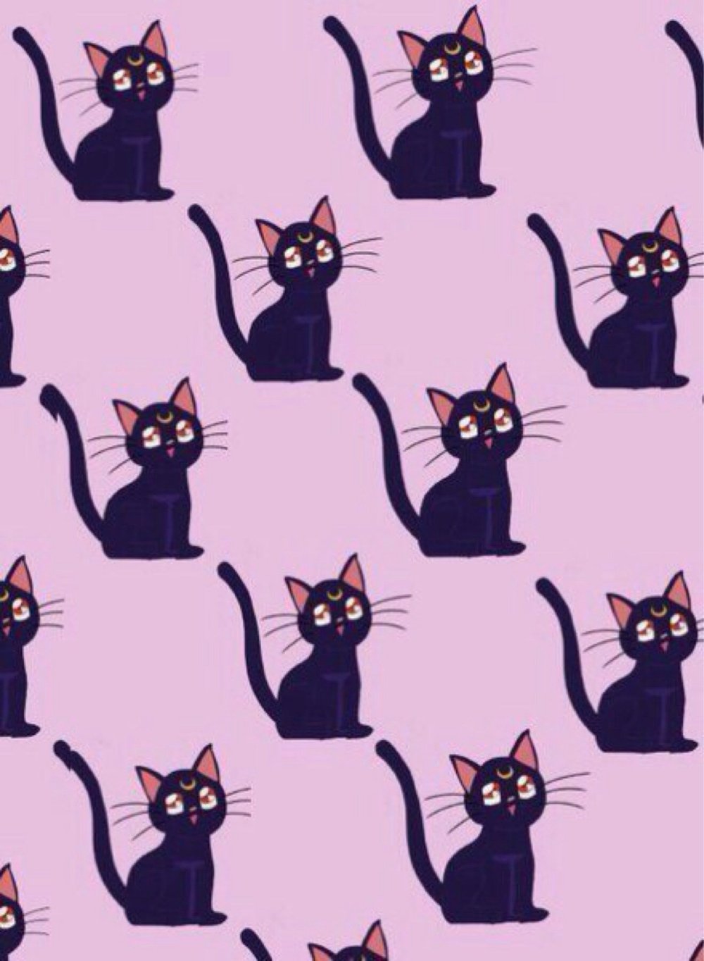 Кот на однотонном фоне