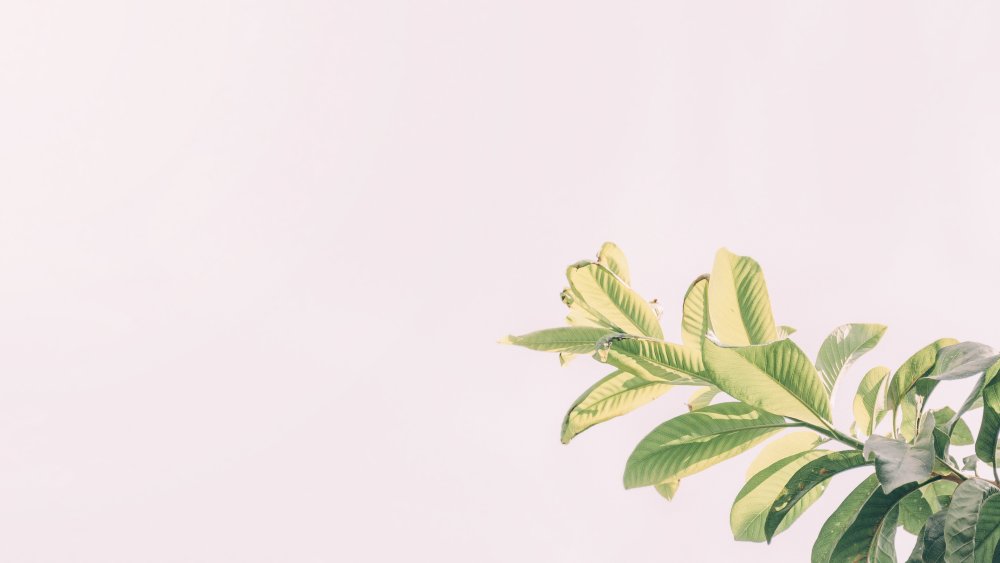 Фон для презентации Эстетика