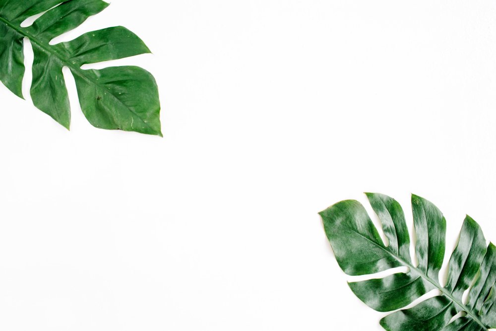 Листья акварель