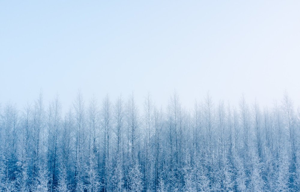 Лес в тумане