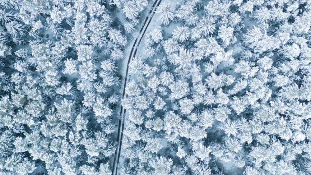 Зимний лес вид сверху