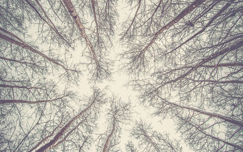 Зимние верхушки деревьев