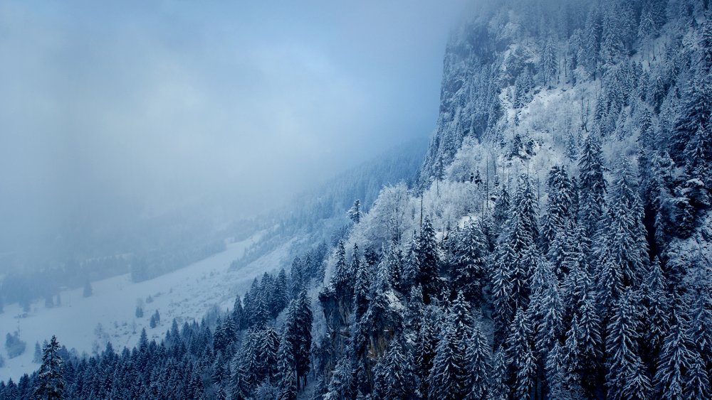 Снег и лес горы вид сверху