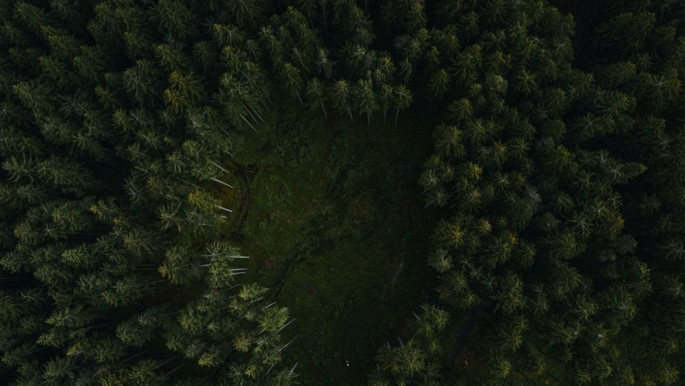 Лес сверху