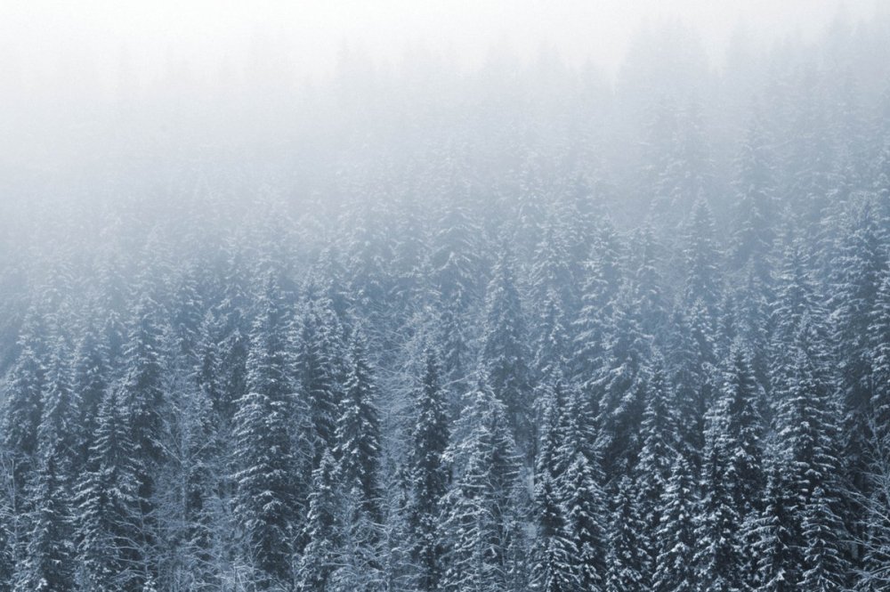 Зимний лес в тумане