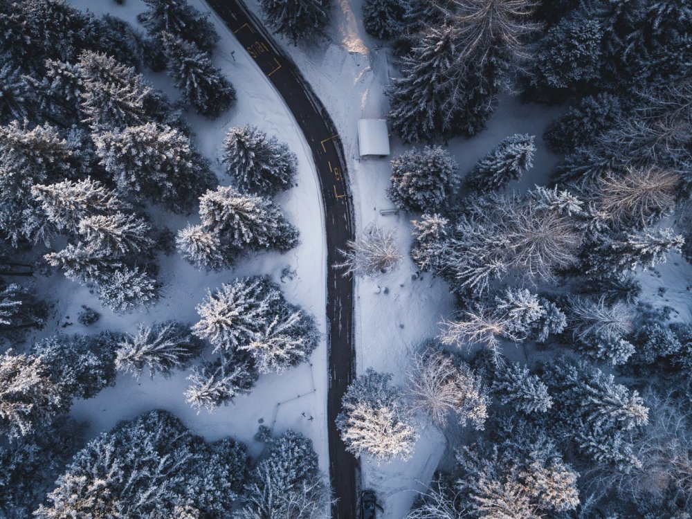 Зимний лес сверху