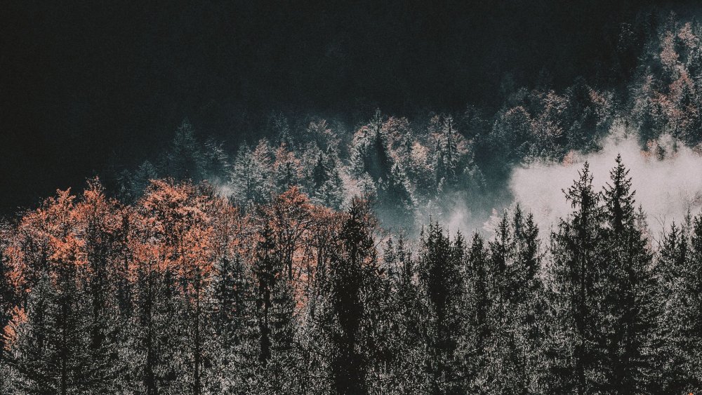 Лес Эстетика