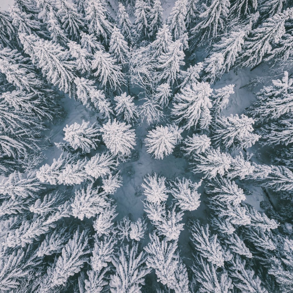 Зимний еловый лес сверху