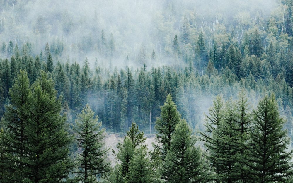 Тайга (хвойные леса)