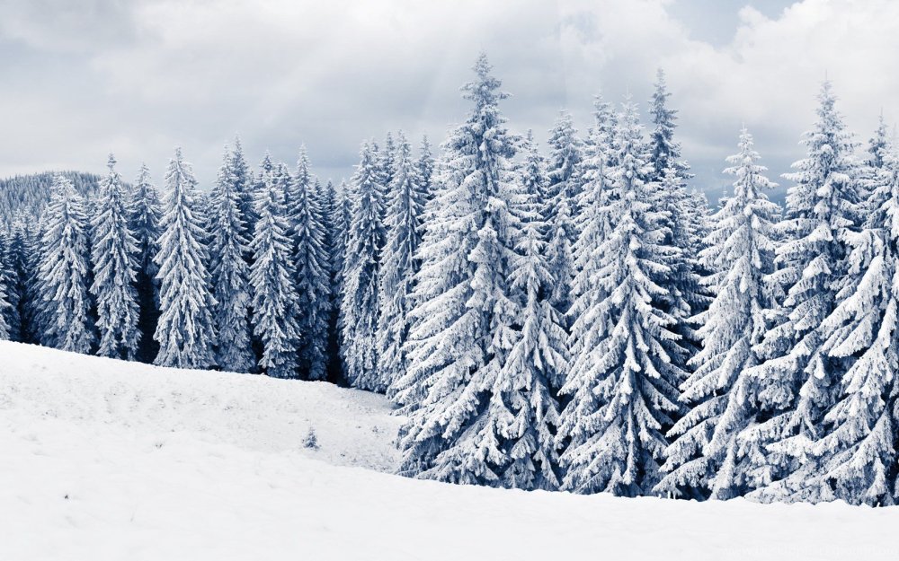 Снежный лес HD