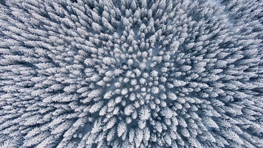 Зимний лес вид сверху