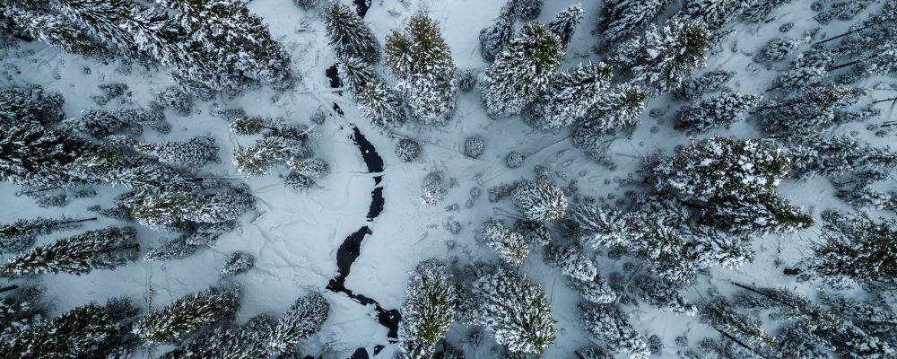 Снежный еловый лес вид сверху