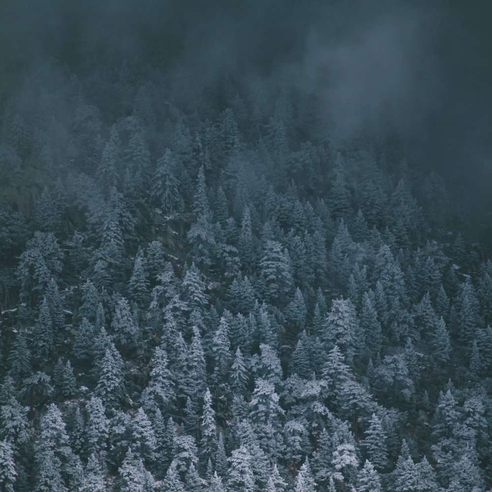 Зимний лес сверху