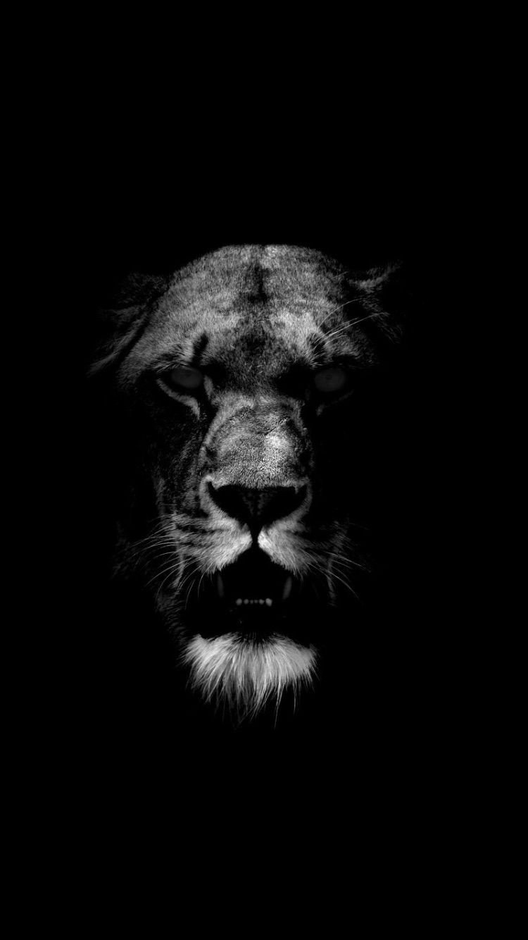 Лев на темном фоне
