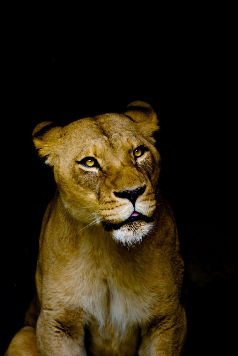 Львенок на черном фоне