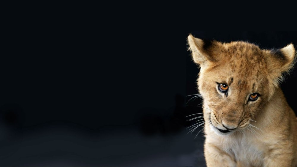 Львица на черном фоне