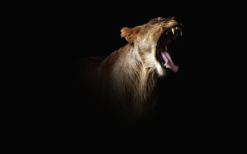 Лев на черном фоне обои