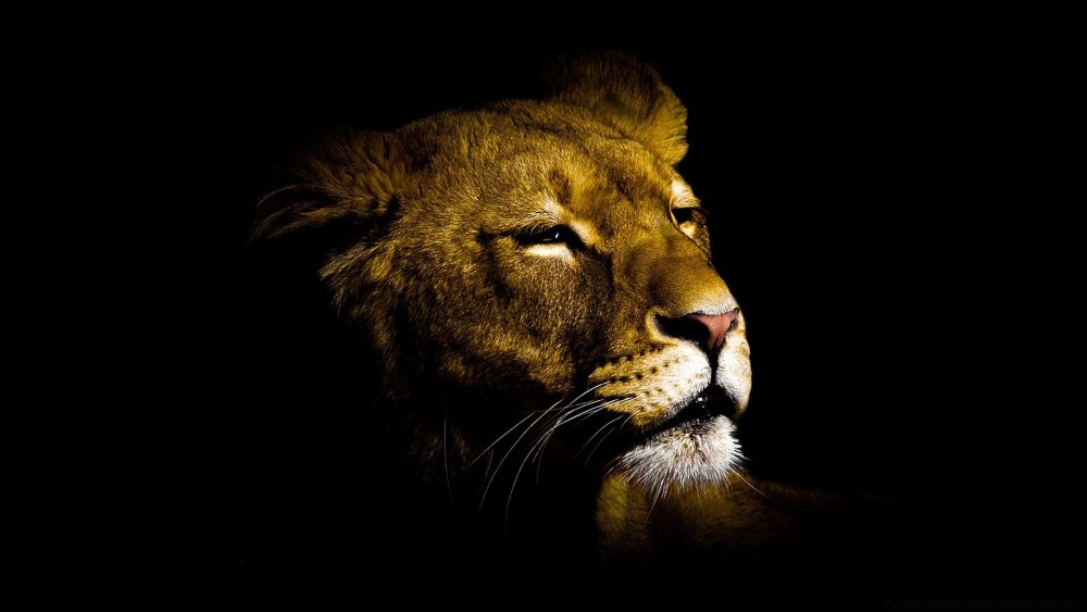 Львица на черном фоне