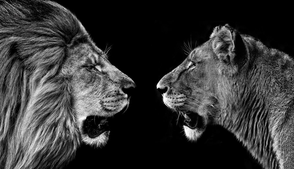 Лев и львица чб