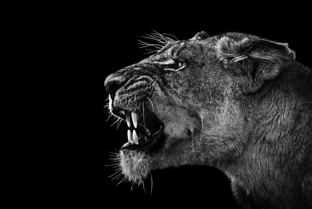 Львица оскал