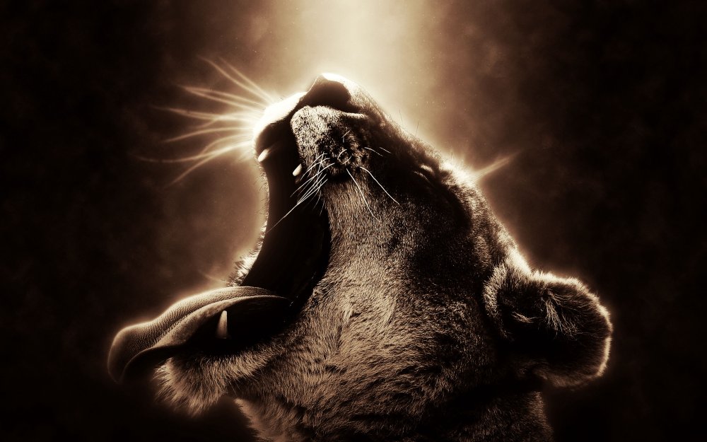 Львица оскал