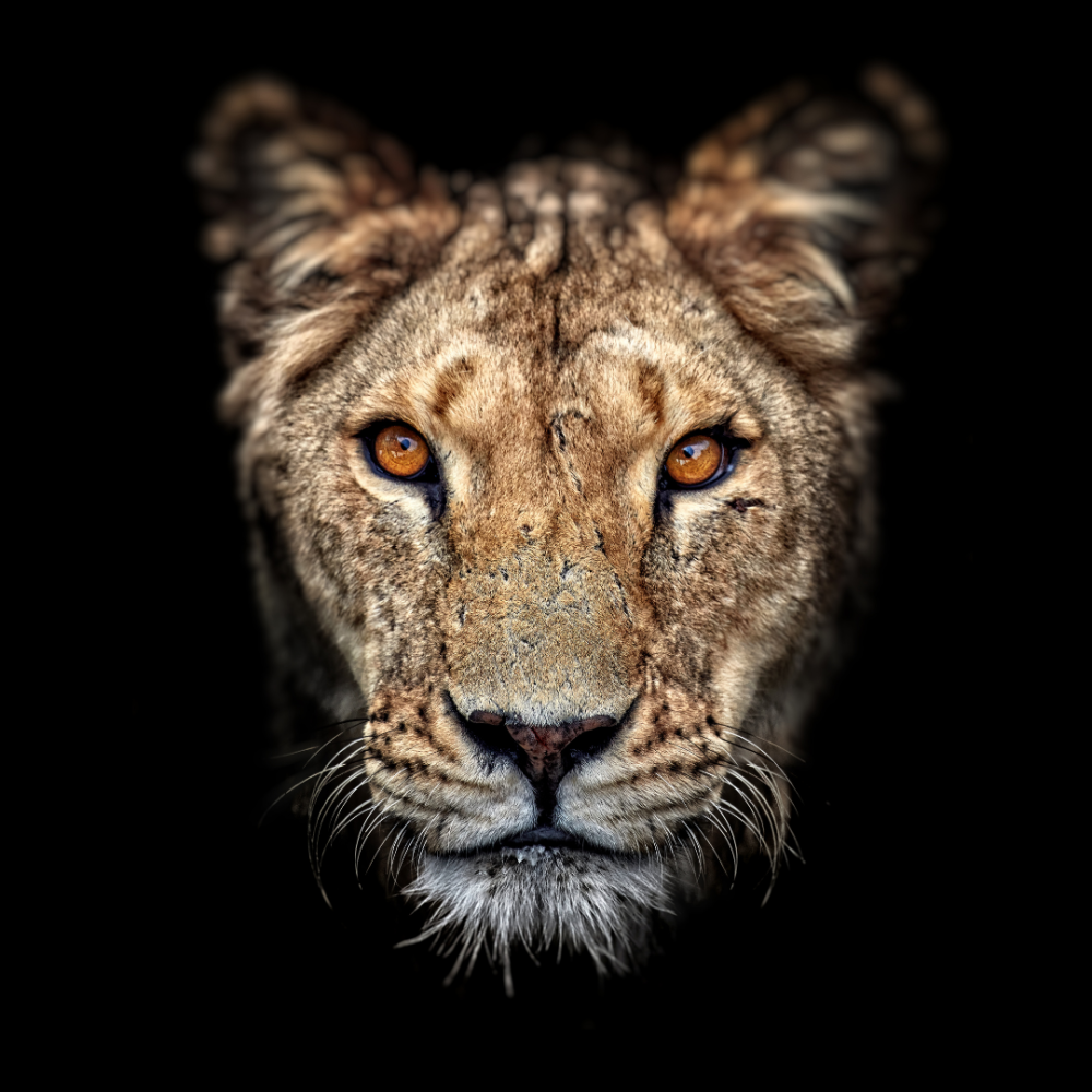 Морда львицы