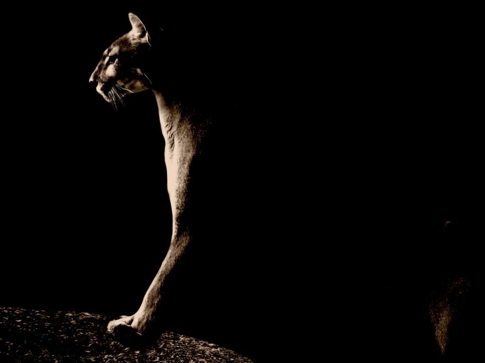 Животные на темном фоне