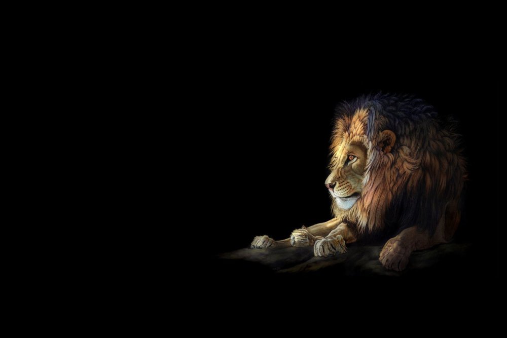 Лев на черном фоне