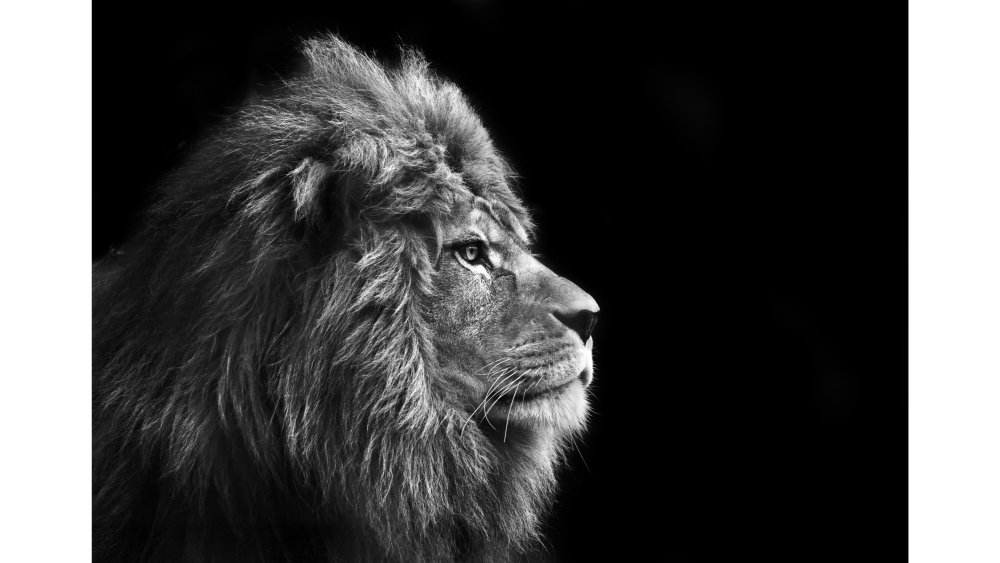 Лев на черном фоне