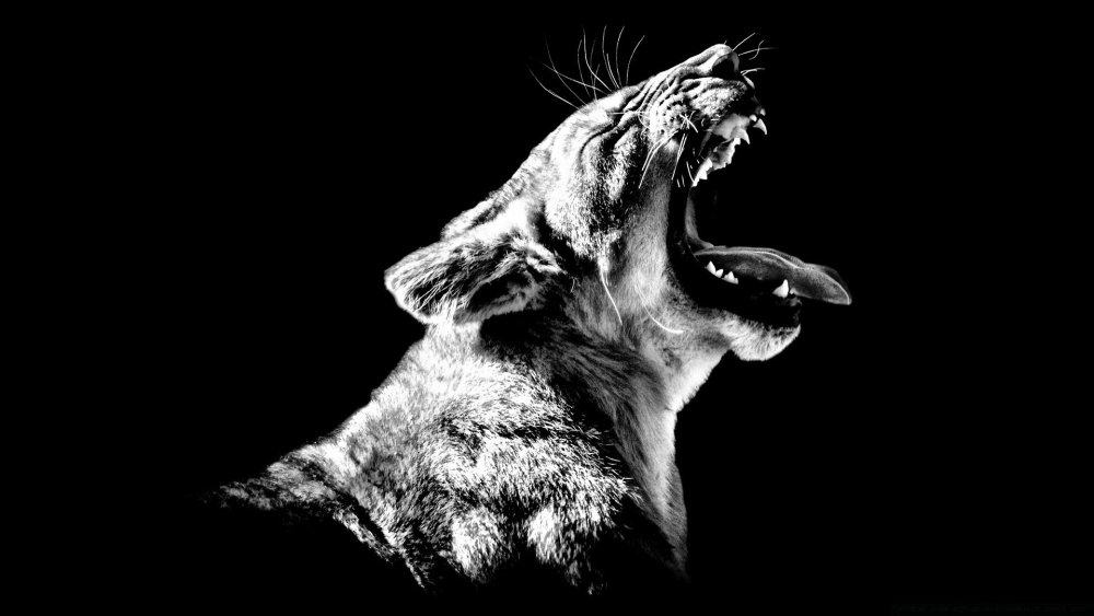 Дикие звери на черном фоне